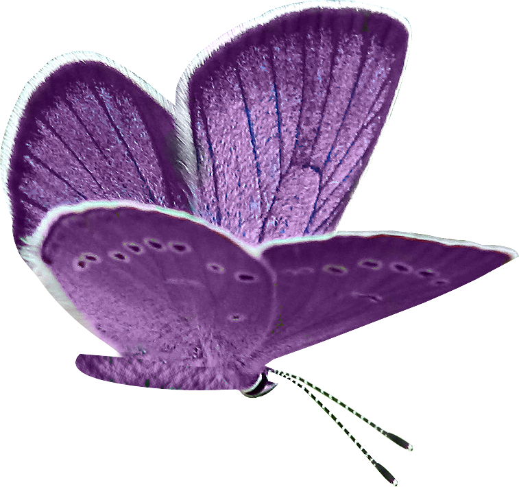 Pin Purple Butterfly Clipart - Butterfly (757x710)