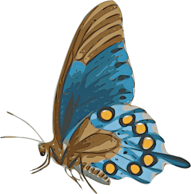Butterfly - Butterfly Side Png (395x400)