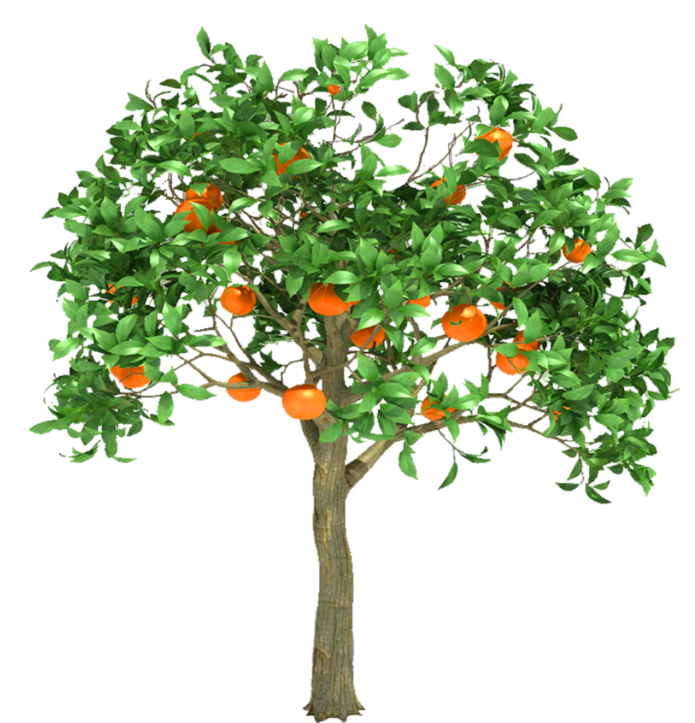 Orange Tree Trans Png By Dementiarunner On Deviantart - Orange Tree (1024x1024)