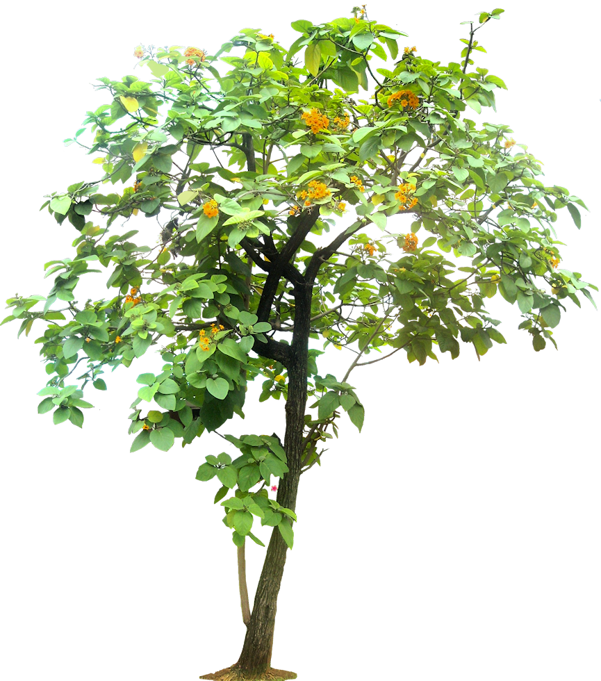 Cordia Sebestena - Tropical Trees For Photoshop (865x980)