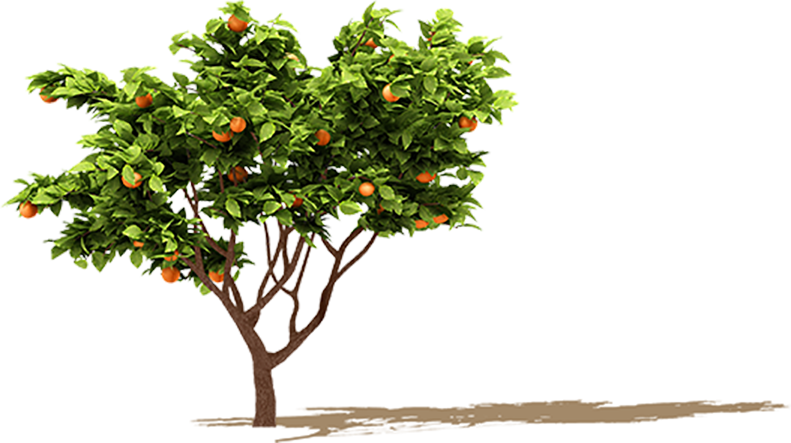 1 Kb, V - Orange Tree Png (791x443)
