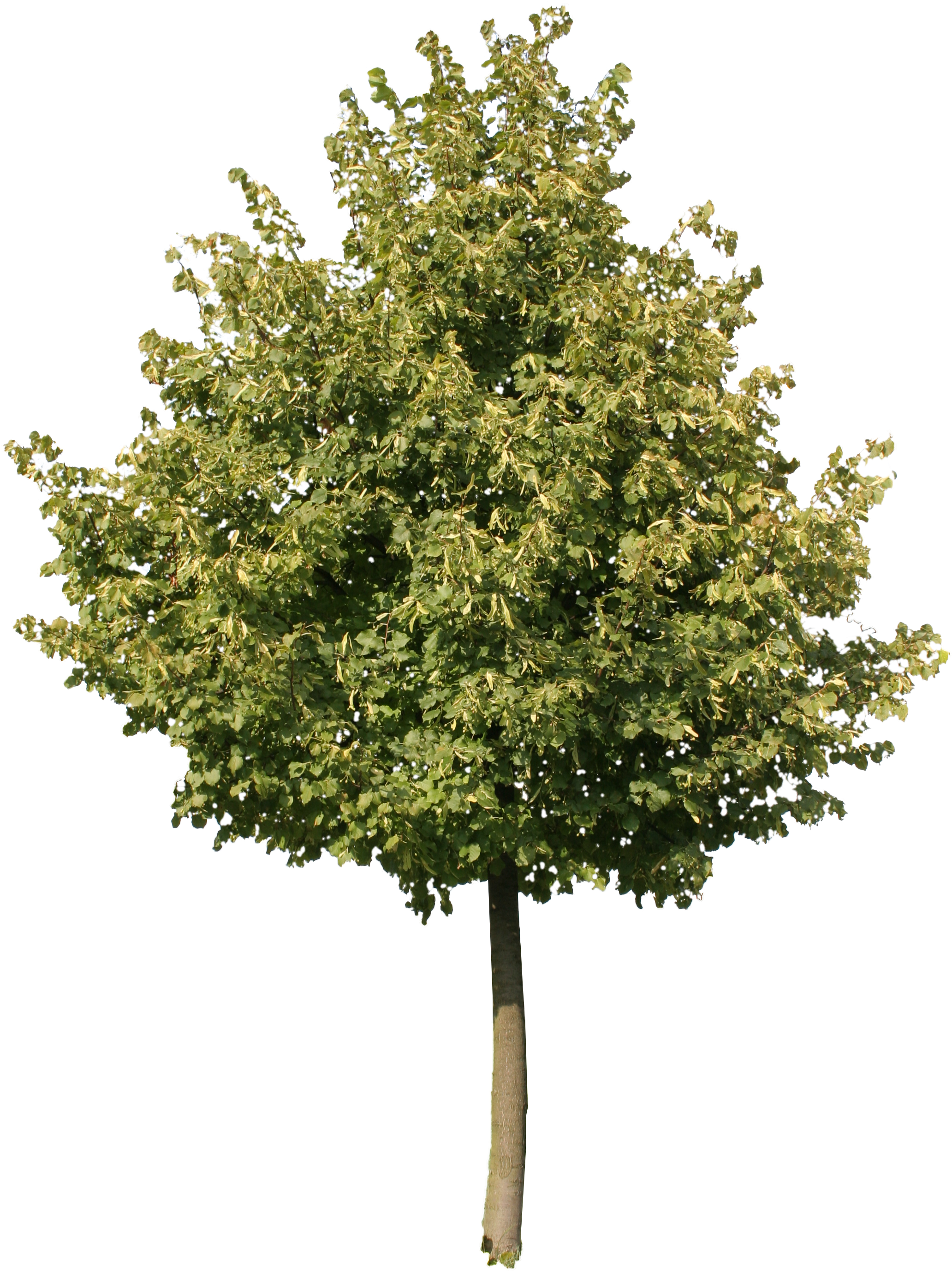 2d Trees - 2d Trees (2304x3456)