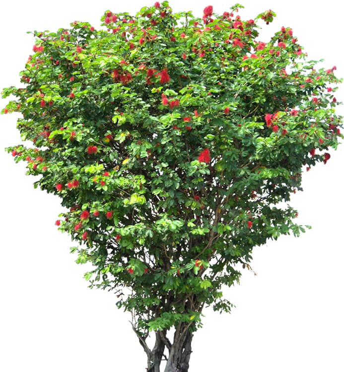 20 Free Tree Png Images - Png Format Flower Tree Png (700x757)