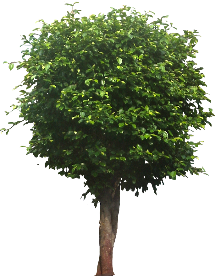 Organic Produce Is Better Than Normal Produce In Terms - Fruit Tree Cut Out (693x895)