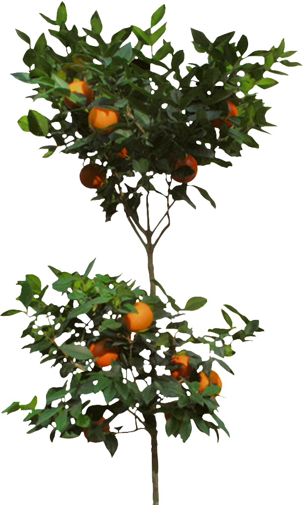 Orange Tree - Skin Care (613x1023)