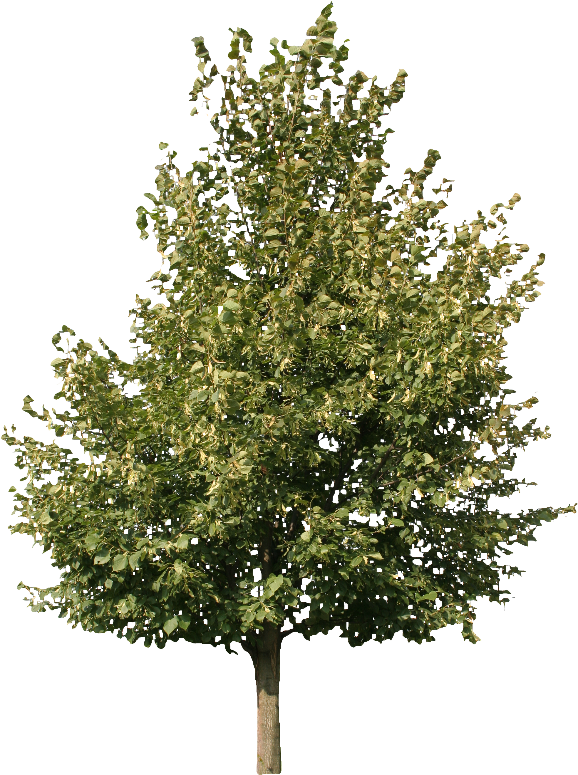 2d Trees - Tree (2304x2880)