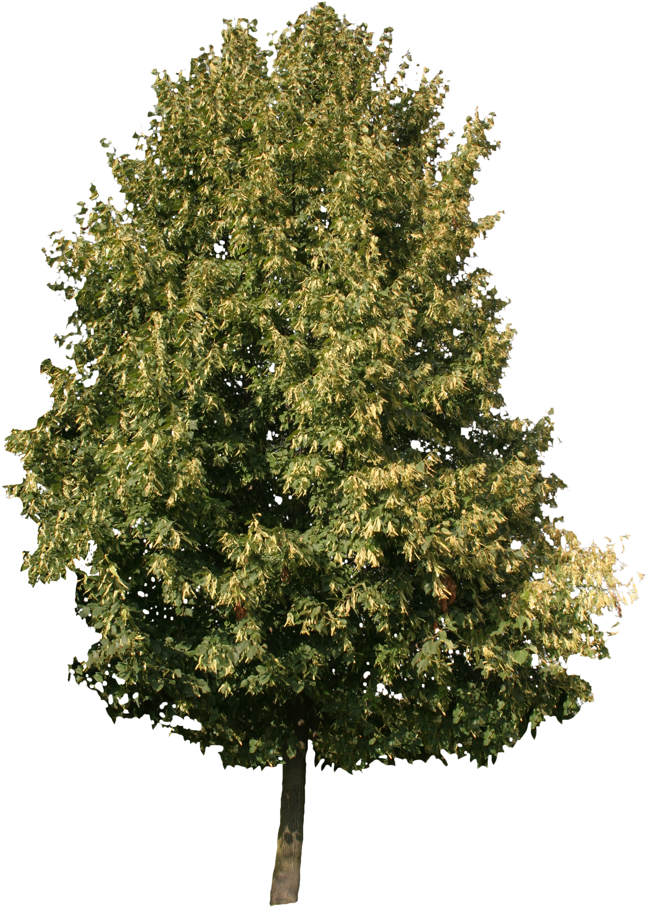 2d Trees - Free Cut Out Trees (2304x3172)