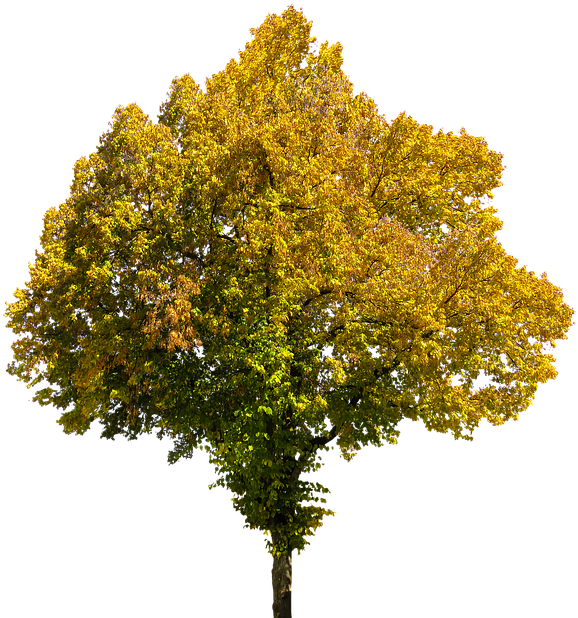 Autumn, Time Of Year, Tree, Leaves, Png, Isolated - Fall Tree Transparent Background (639x640)
