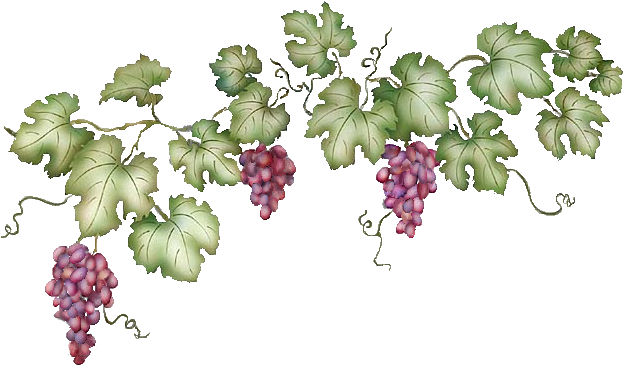 Grapevine - Grape Vines Transparent Background (625x366)