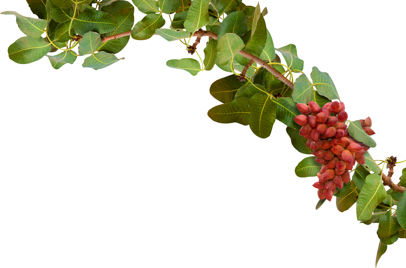 Almonds - Pistachio Tree Png (1412x933)