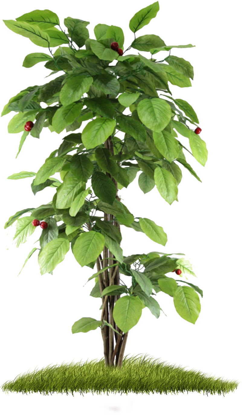 Small Fruit Tree By Moonglowlilly Small Fruit Tree - Small Tree Hd Png (1000x1500)