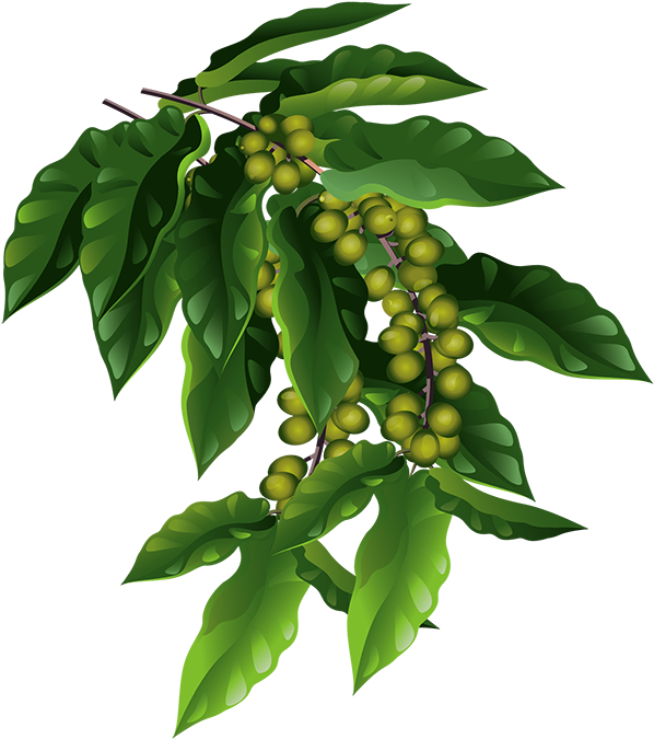 The Fruits Are Small Green Berries That Will Eventually - Cherry (600x681)