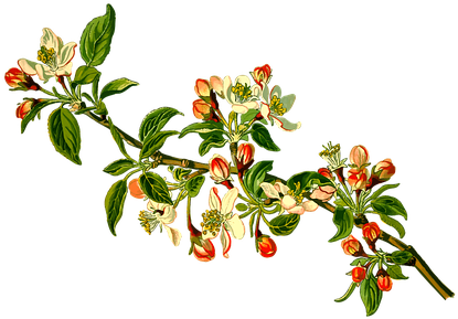Apple Branch Deciduous Fruit Herbal Medici - Apple Tree Branch Clipart (490x340)