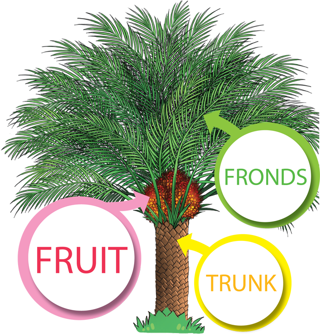 Tree Can Produce Oil (654x753)