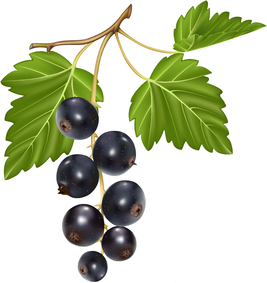 Blueberries Png Clipart - Lombardi's Restaurant (920x1038)