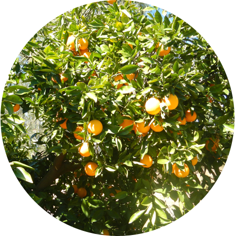View Of Ripe Fruits Hanging From The Tree - Tangerine (463x464)