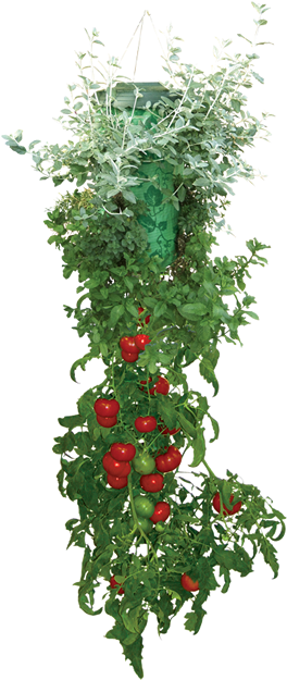 Container Gardening For Fort Wayne Apartments - Topsy Turvy Tomato Planter (271x629)
