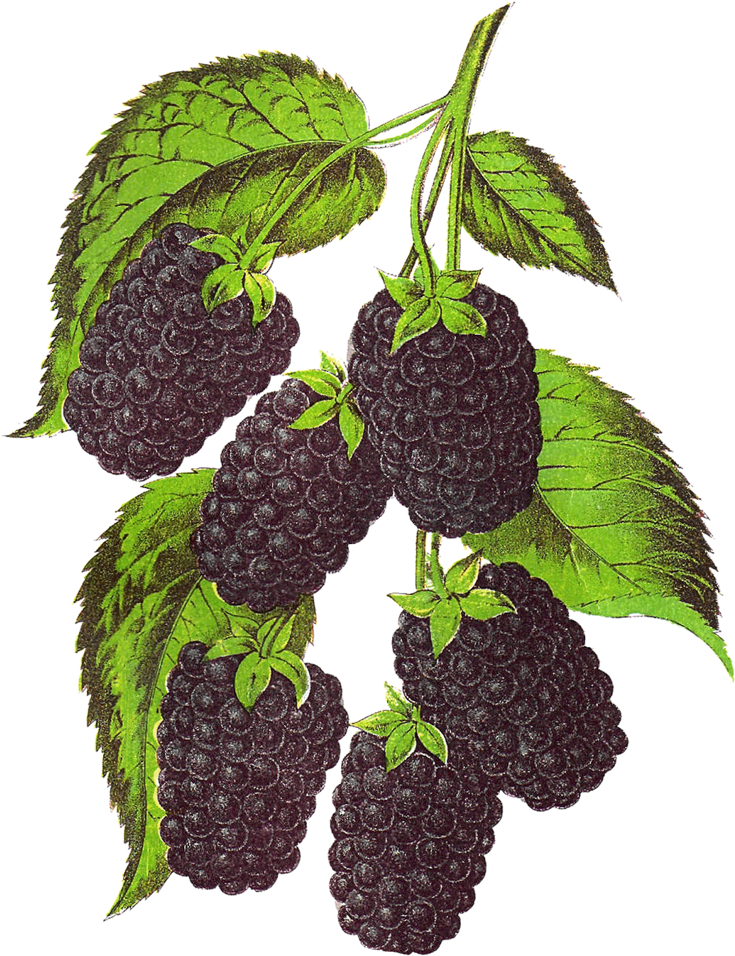 Blackberry Fruit Transparent Background Png - Vintage Fruit Png (1204x1600)
