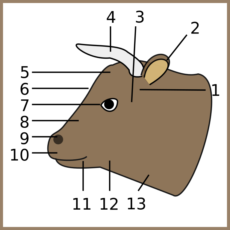 File - Cow, Head-num - Svg - Head Parts Of A Cattle (768x768)