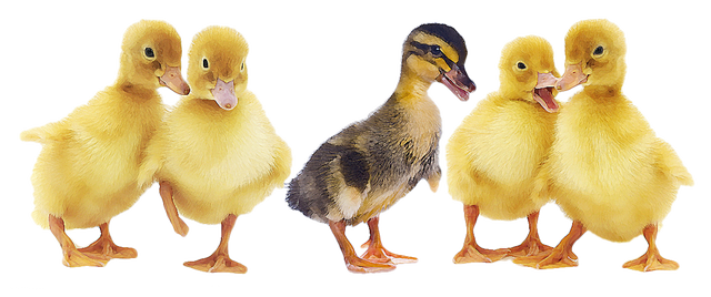 Duck And Ducklings Png (640x268)