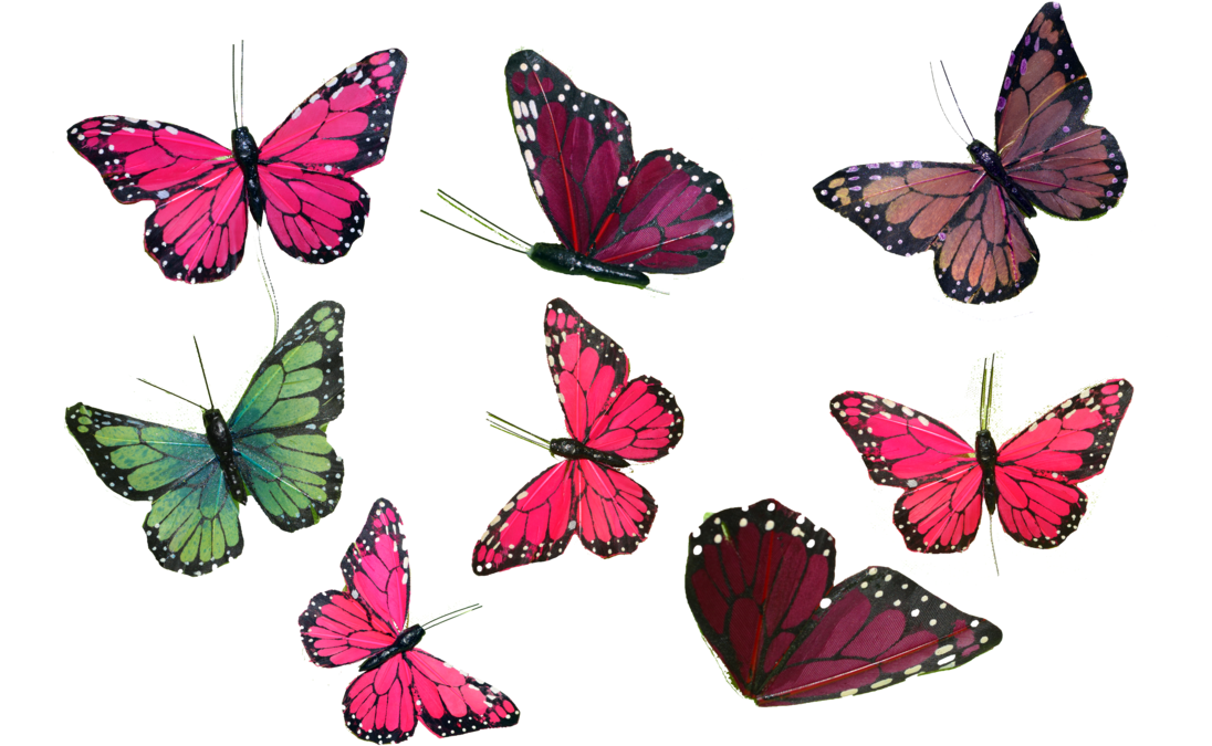 Butterfly Collection Png Stock Photos 0043 Copy 2 By - Butterfly Collection Png (1095x730)