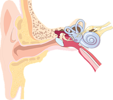 Generally, Hearing Loss Is Considered A Scheduled Member - Ear (381x340)