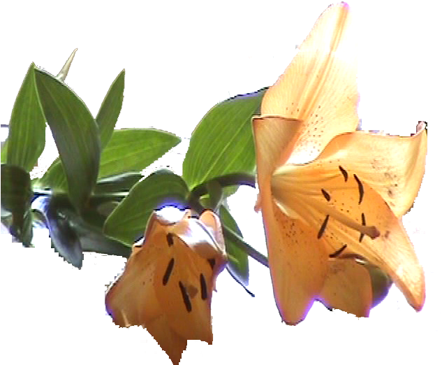 Me Detuve Y Me Apoyé En Una Valla Muerto De Cansancio, - Northern Red Oak (720x576)