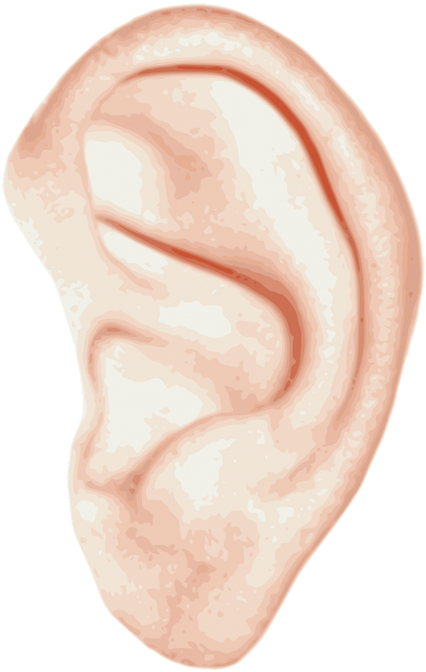 Ear Anatomy Inner Ear Hearing Clip Art - Ухо Png (413x650)