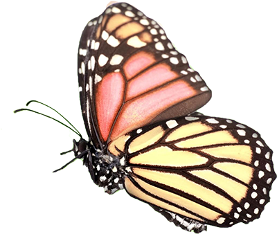 Butterfly Transparent Png Image - Cherry Blossom 1 Inch Tunnels (700x400)