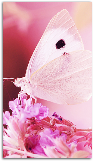 Gallery Of Pink Butterfly Wallpaper Mobile - Beauty Begins The Moment You Decide (485x550)