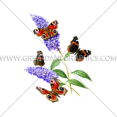 Butterflies & Flowers - Vanessa Atalanta (385x385)