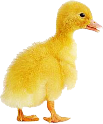 Baby Duck - Imagenes Png De Animales (335x400)