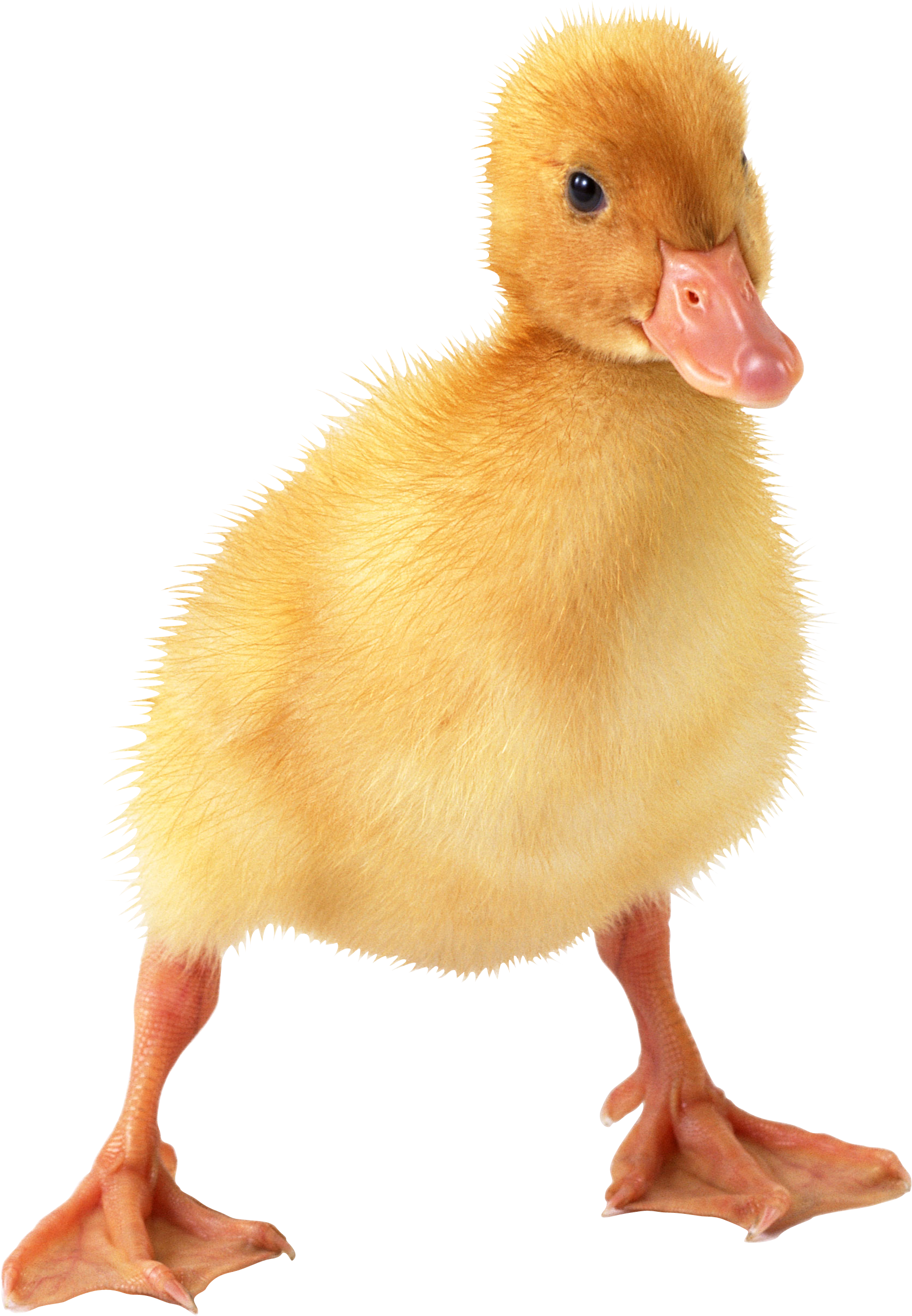 Little Duck Png Image - Duckling Png (1680x2424)
