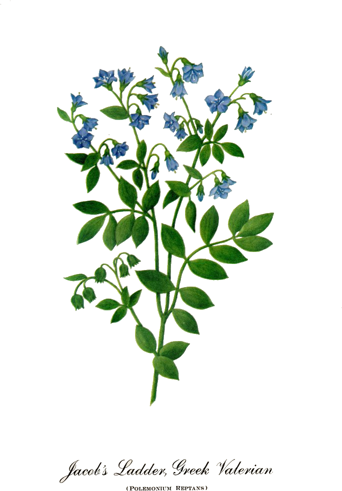Clip Art Butterflies And Flowers - Common Sage (789x1086)