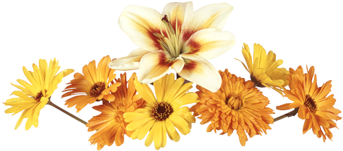 Image - Orange Flower Dividers Png (500x268)