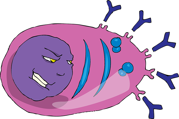 B-lymphocyte Became The Plasmatic Cell And Produces - Plasmatic Cell (600x400)
