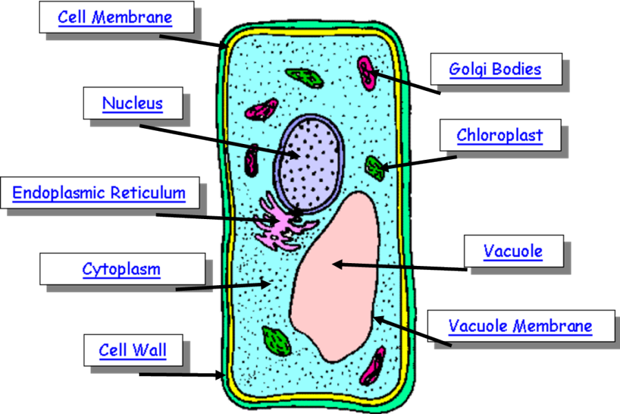 Parts Of A Plant Cell - Parts Of A Plant Cell (900x601)