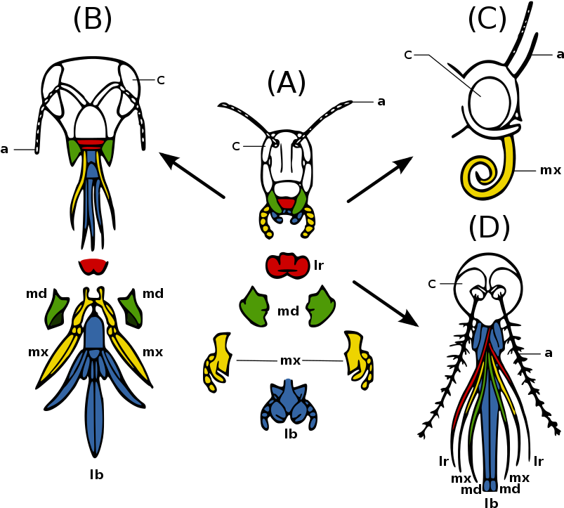 Evidence Of Common Descent Wikiwand - Insect Mouthparts (820x781)