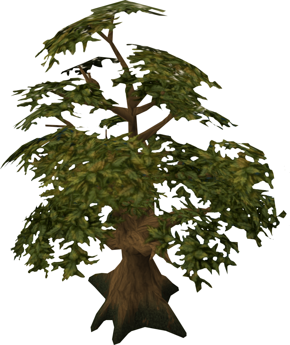 Oak Tree Detail Pic Source - Pond Pine (954x1134)