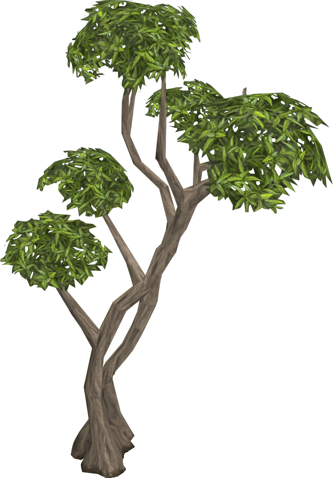 Acagi - Eucalyptus Tree (680x976)