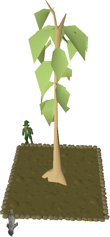 Requiring Level 35 And 55 Farming Respectively, Teak - Palm Tree (367x787)