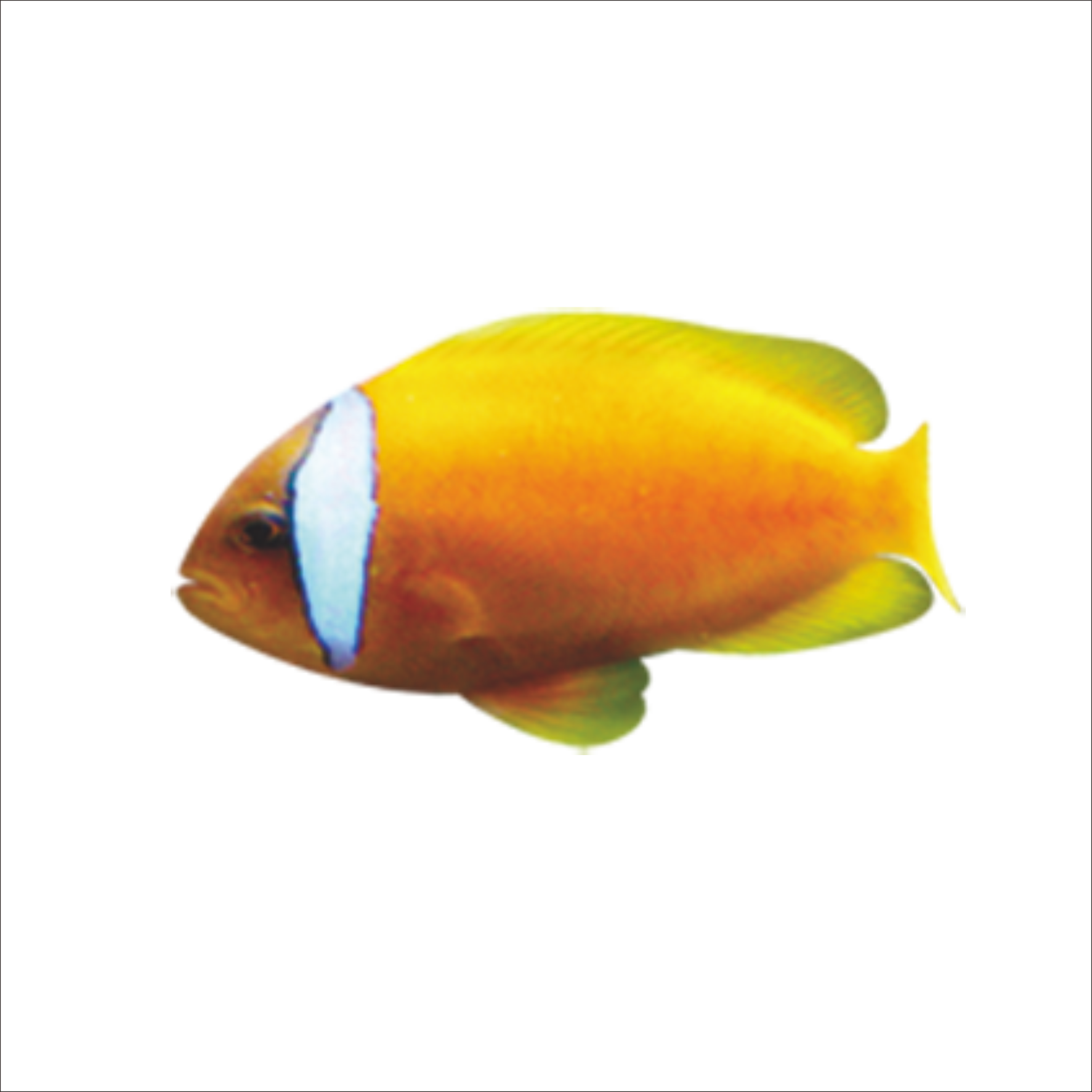 Goldfish Cartoon - Cartoon Fish - Goldfish Cartoon - Cartoon Fish (1773x1773)