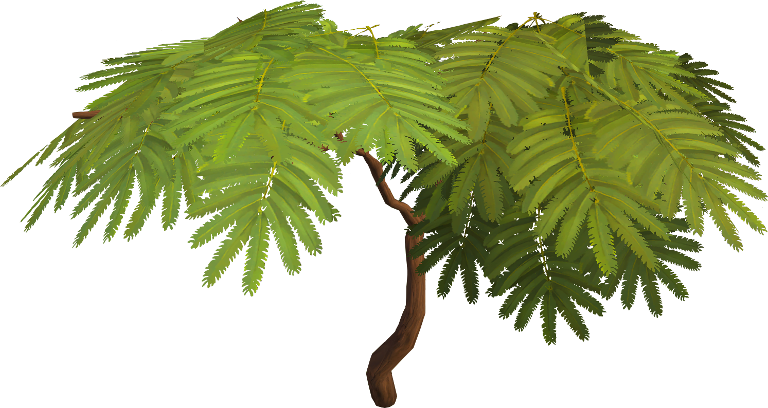 Photo Tree - Acadia Tree (1493x794)