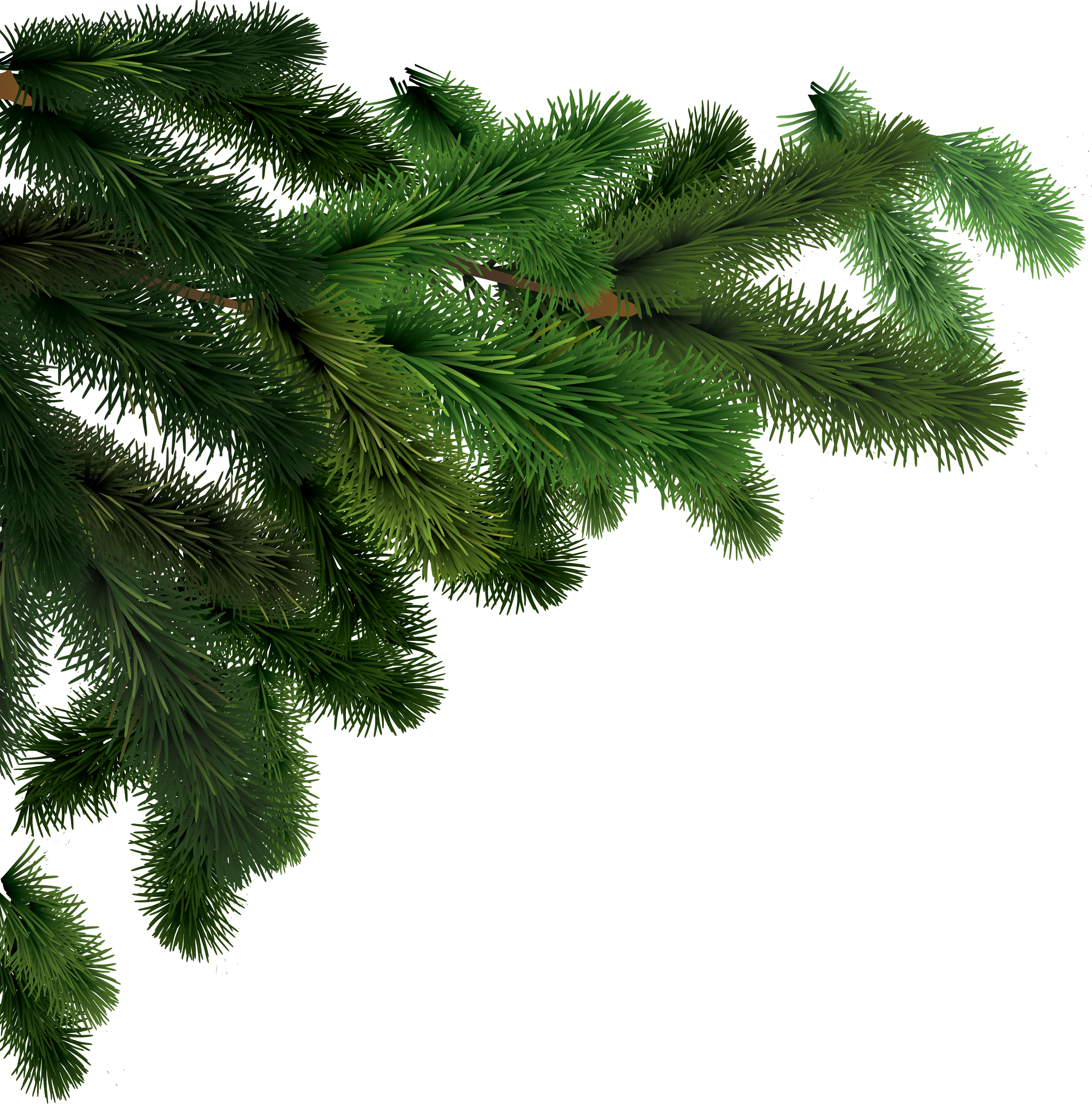 Fir Branches Png (3494x3531)