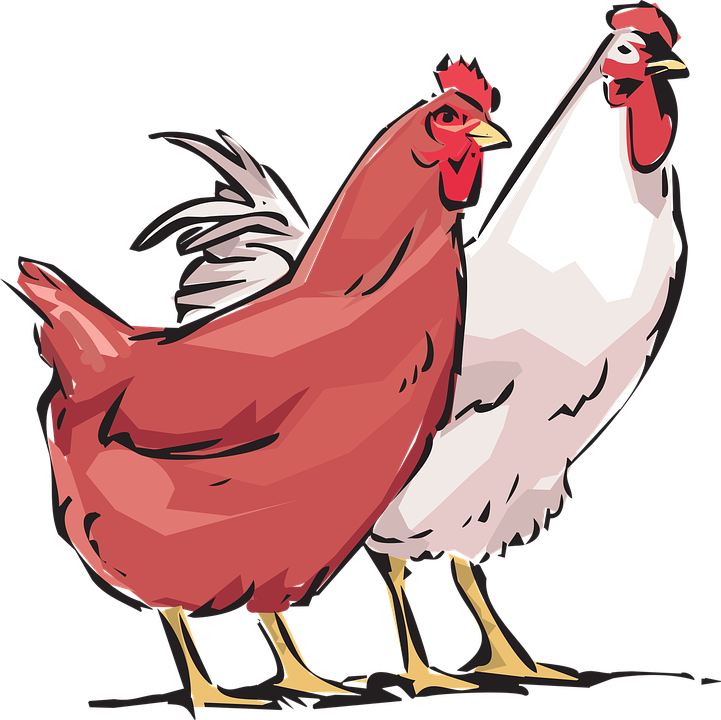 Farm Barn Cliparts 29, - Hen & Cock Png (721x720)