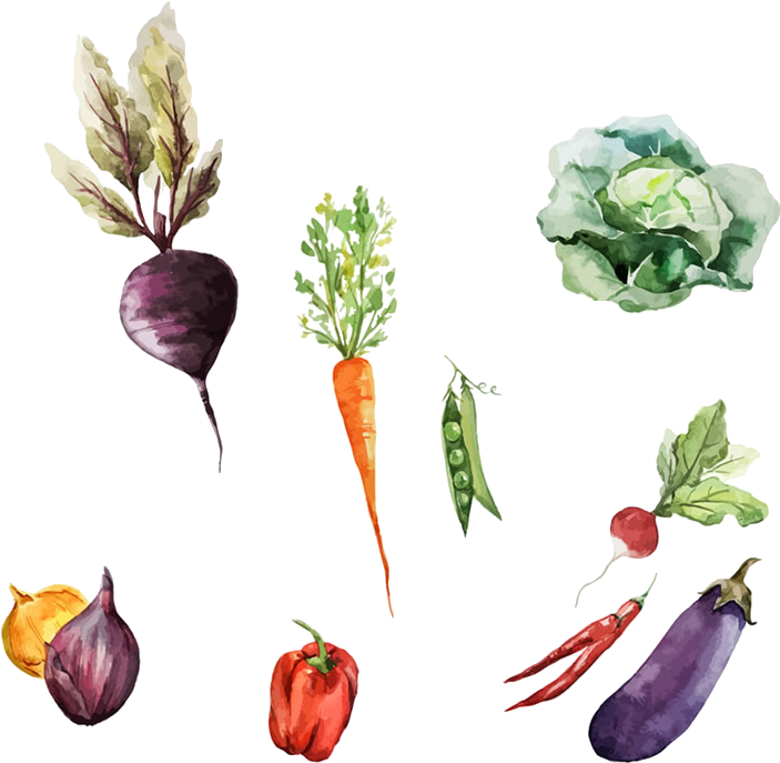 Root Vegetables Watercolor Painting Drawing Illustration - Root Vegetables Watercolor Painting Drawing Illustration (1078x956)
