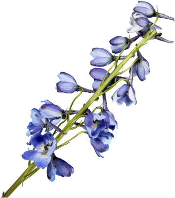 Watercolor Painting Flower Blue - Love And Purple Flowers - White Case - Ipad Mini (600x600)