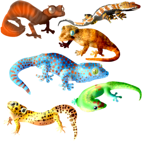 So Many Shiny Geckos - Wall Lizard (500x500)