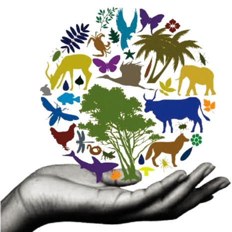 Diversity Of Life Trans - Conservation Of Biodiversity Poster (506x480)