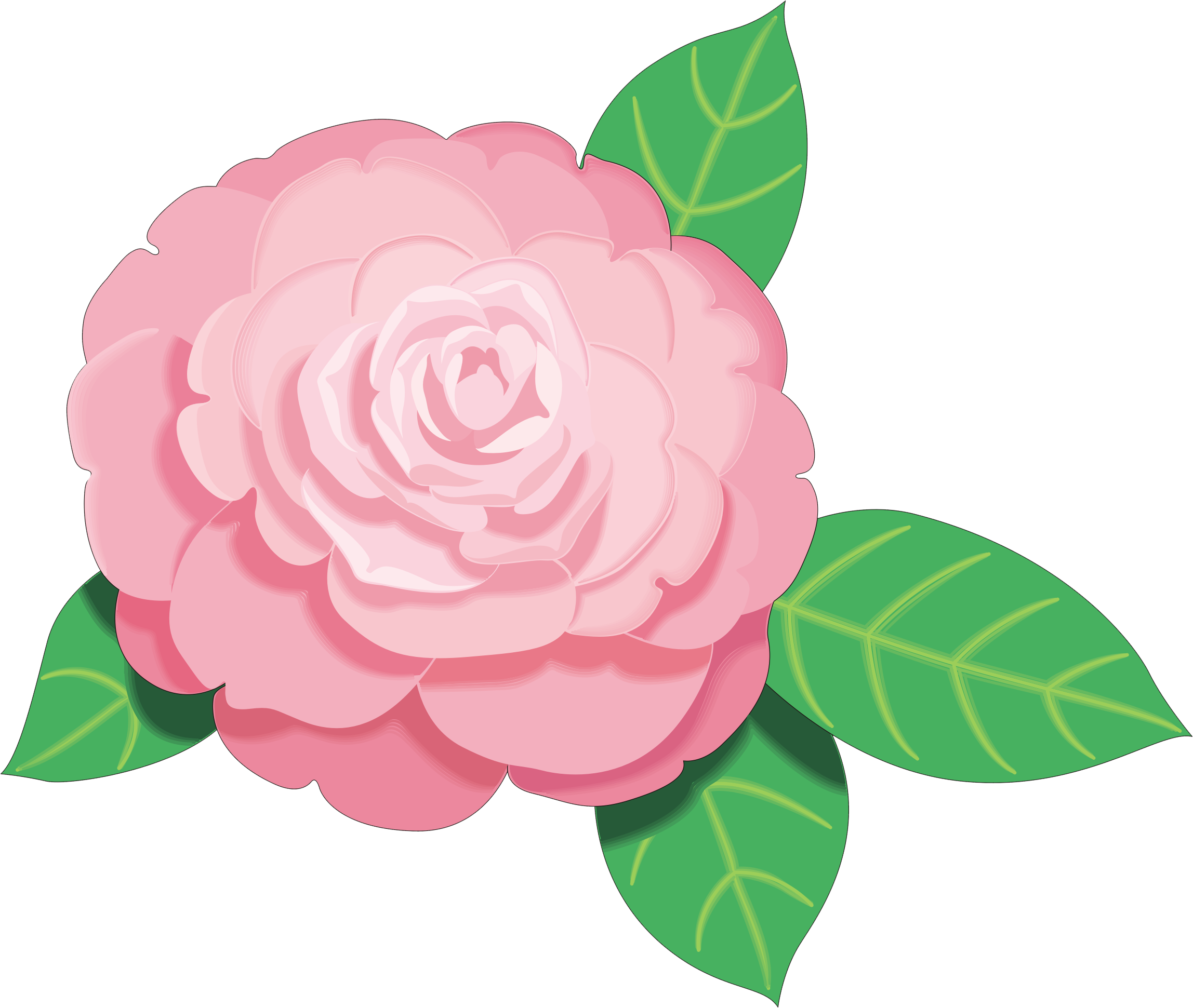 Pink Flowers Clip Art - Camellia Flower Clip Art (2296x1941)